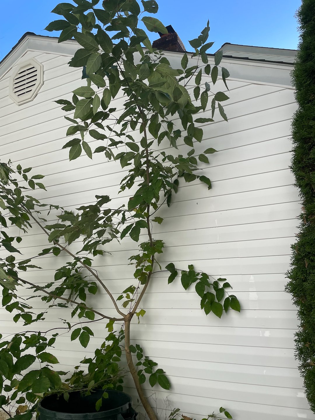 Top Quality House Wash Thumbnail